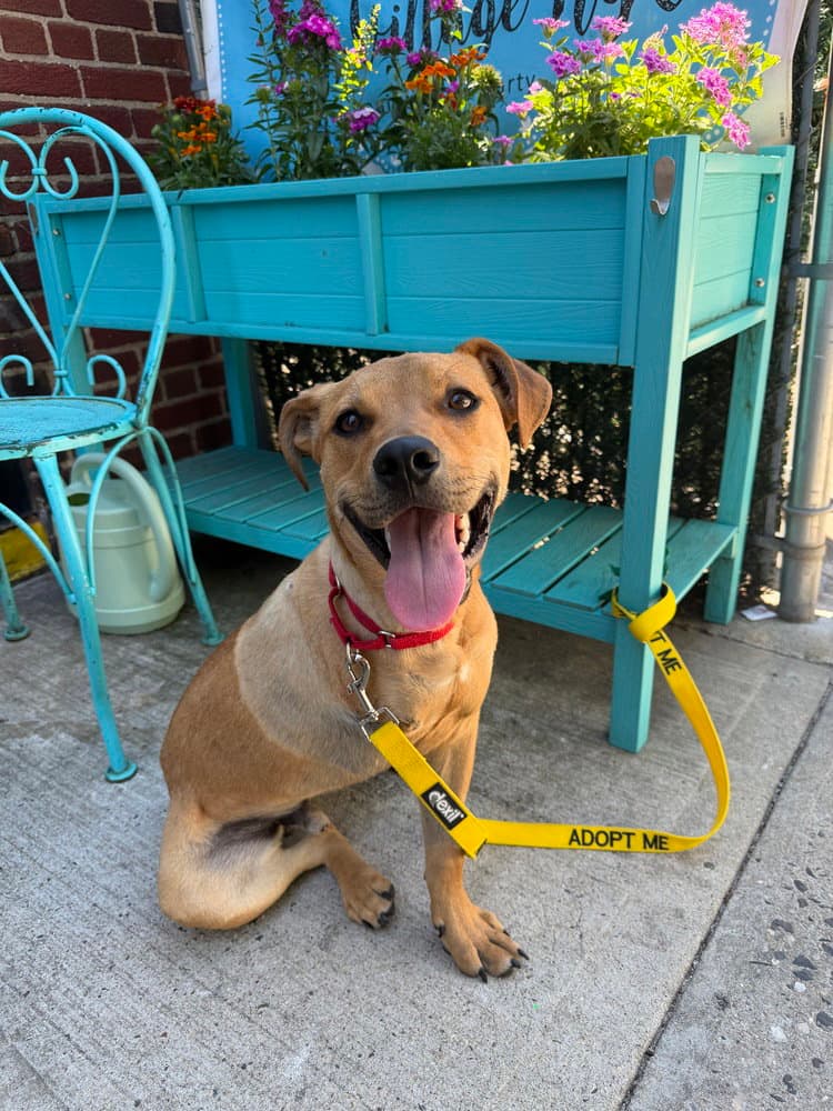 Roscoe Al - Terrier