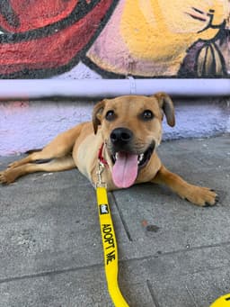 Roscoe Al image 3