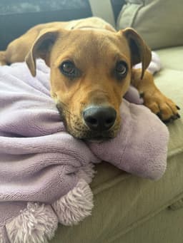 Roscoe Al image 4