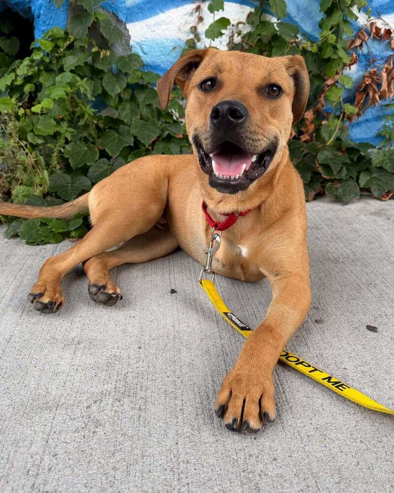 Roscoe Al - Terrier
