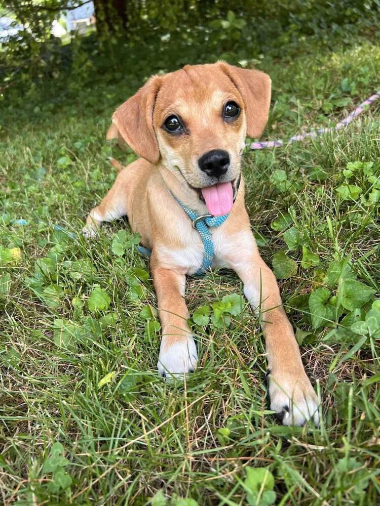 Bella Al - Beagle