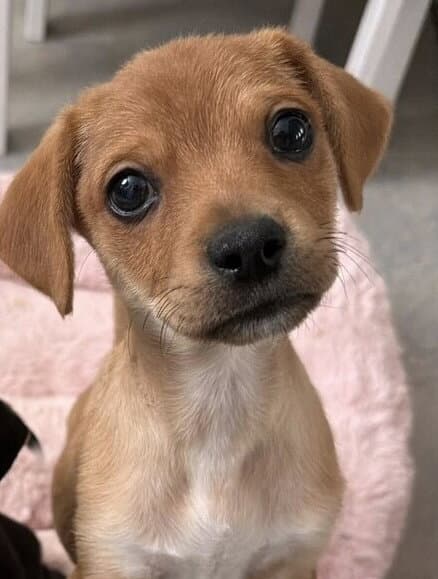Gus Al - Beagle