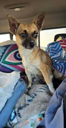 Emma Tx image 1