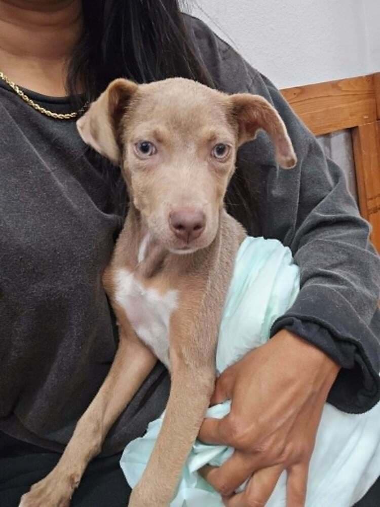 Tookie Tx Aka Girl - Weimaraner