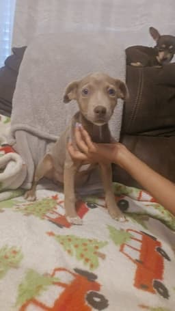 Tookie Tx Aka Girl image 3
