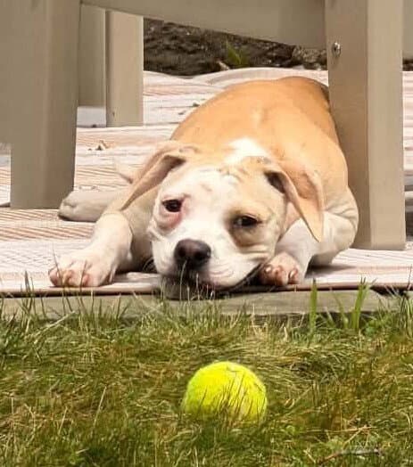 Sissy Ga - Pit Bull Terrier