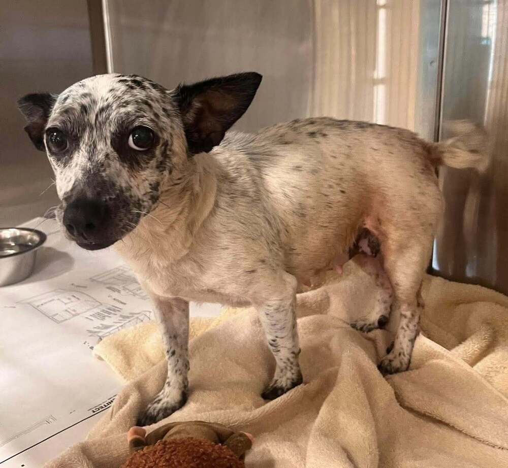 Sydney Ga - Chihuahua