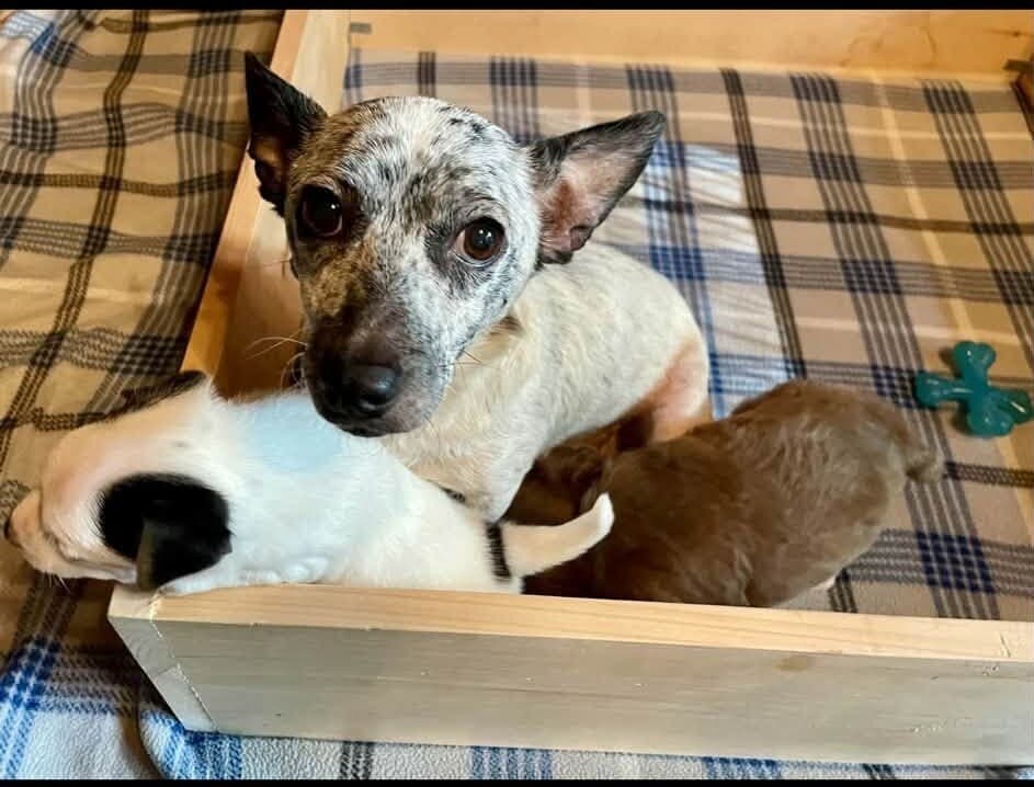 Sydney Ga - Chihuahua