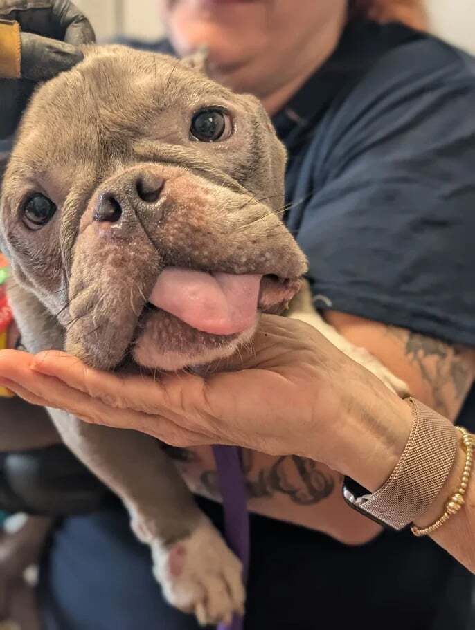 Coco Ga - French Bulldog