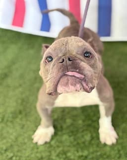 Coco Ga image 3