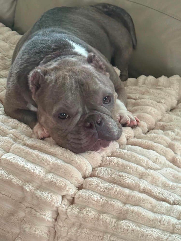 Coco Ga - French Bulldog