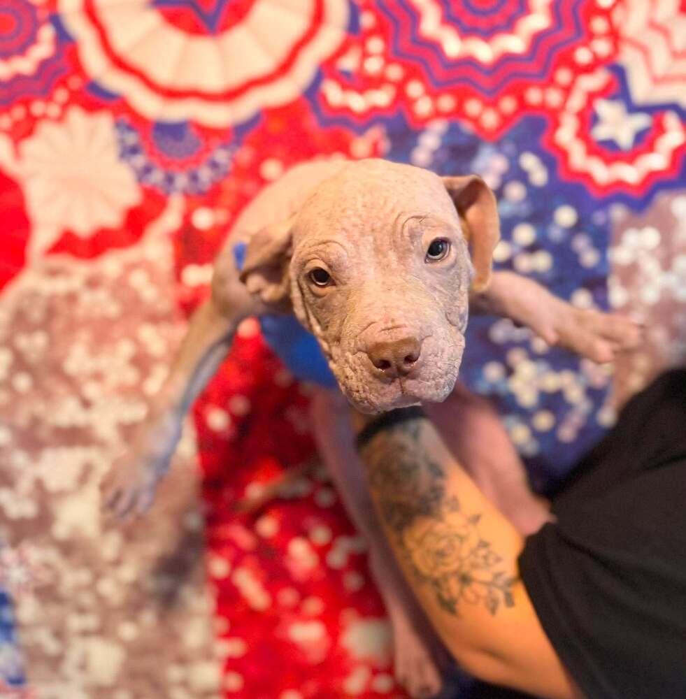 Dash Ga - Pit Bull Terrier