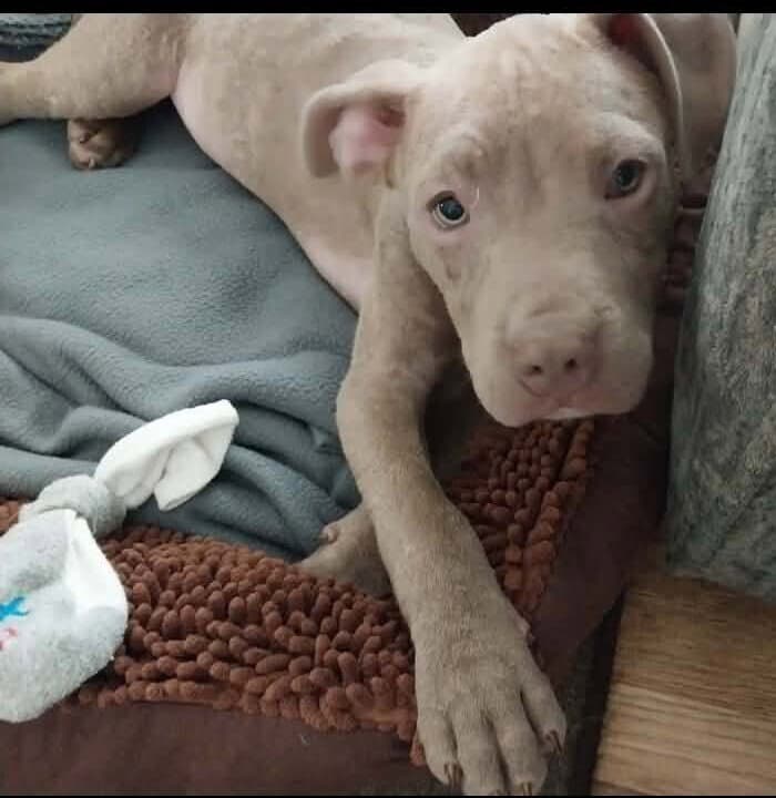 Dash Ga - Pit Bull Terrier