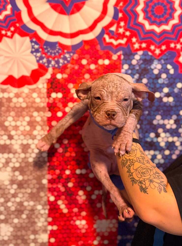 Duffy Ga - Pit Bull Terrier