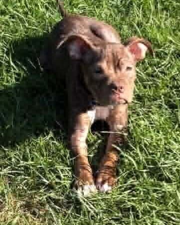 Duffy Ga - Pit Bull Terrier