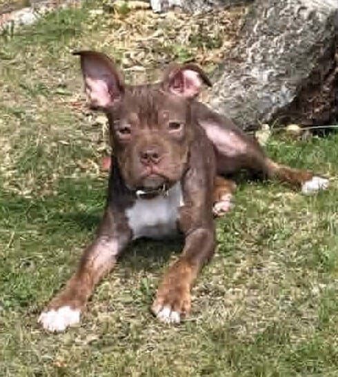 Duffy Ga - Pit Bull Terrier