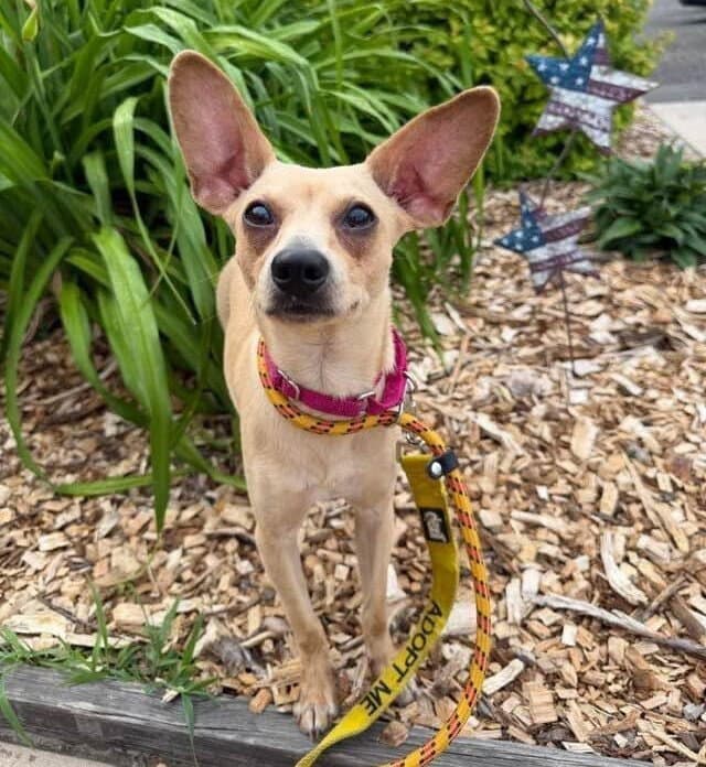 Mason Ga - Chihuahua