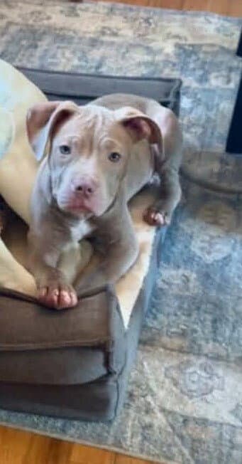 Dustin Ga - Pit Bull Terrier