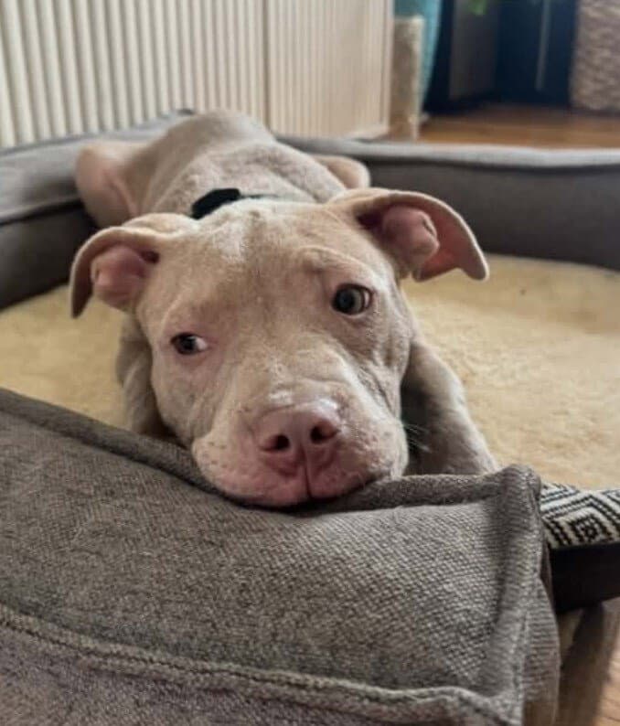 Dustin Ga - Pit Bull Terrier