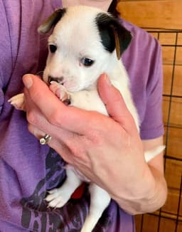 Scout Ga image 1