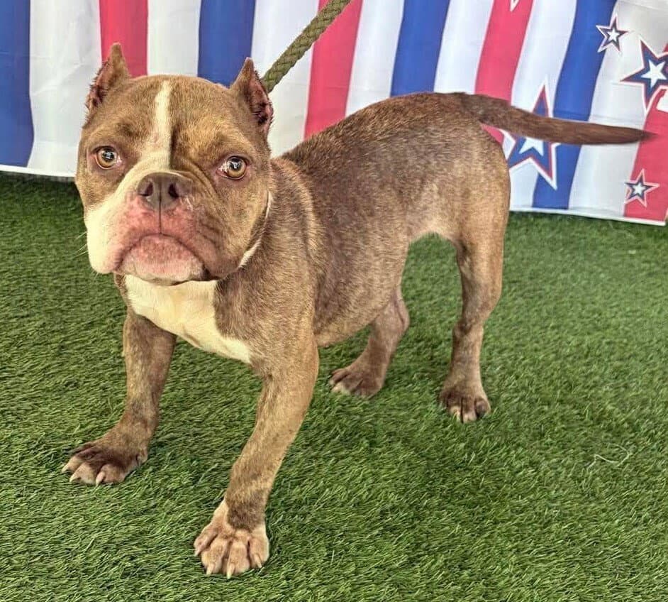 Daisy Ga - French Bulldog
