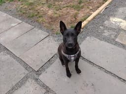 Mollie Al image 1