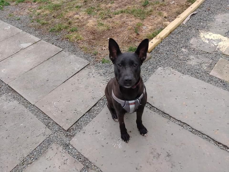 Mollie Al - German Shepherd Dog