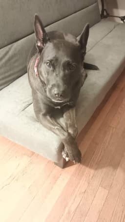 Mollie Al image 2