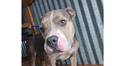 Darcy Tx image 1