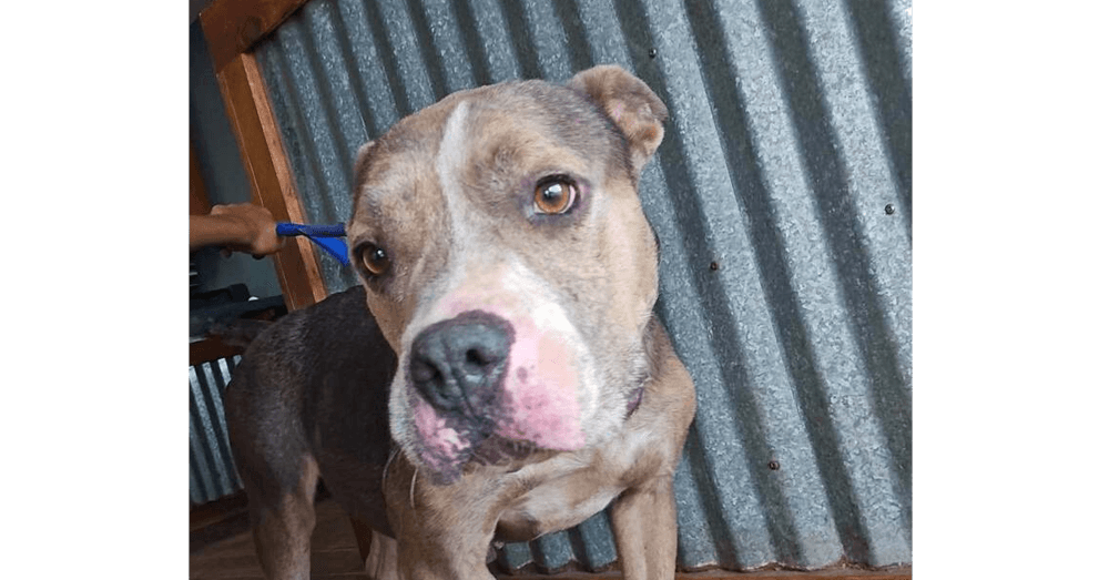Darcy Tx - Pit Bull Terrier