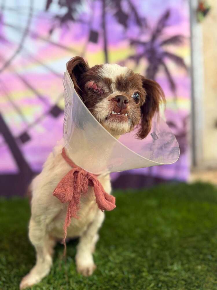 Lilly Marie Al - Shih Tzu