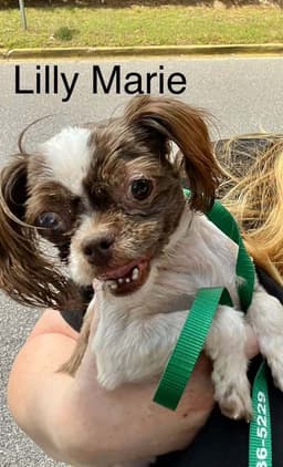 Lilly Marie Al image 4