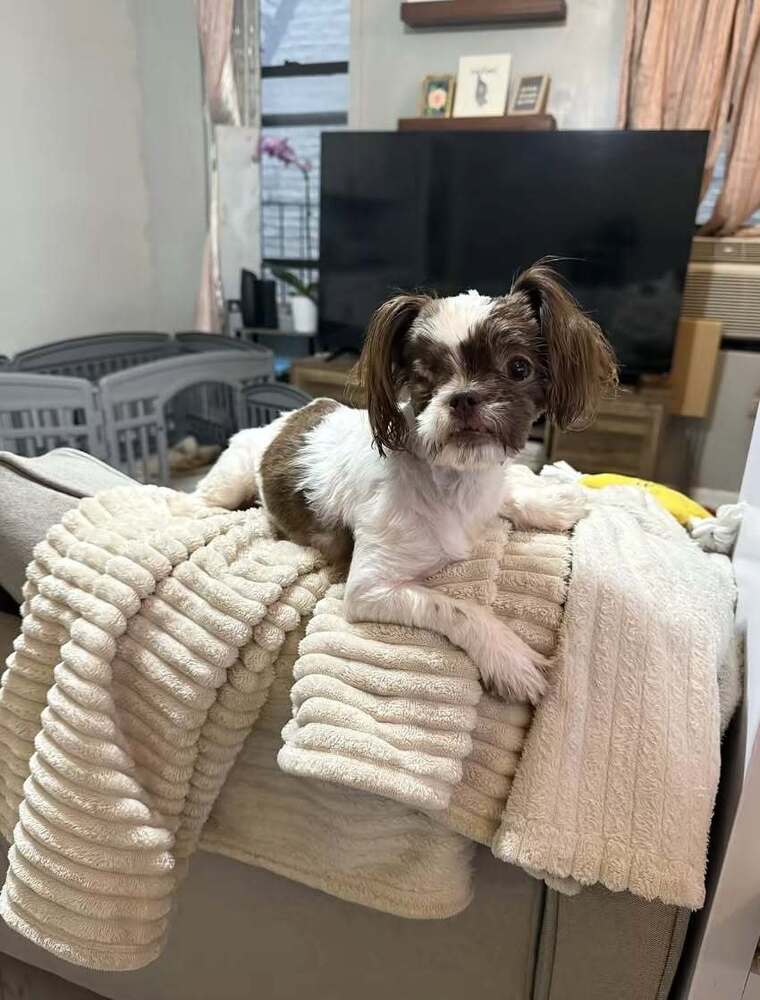 Lilly Marie Al - Shih Tzu