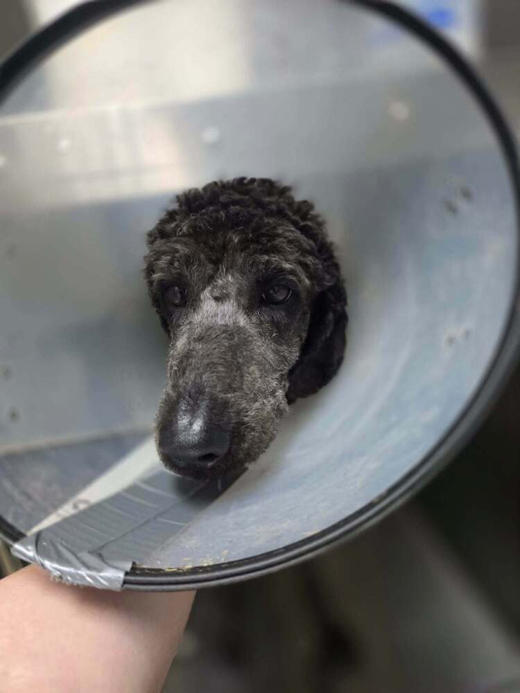 Mollie Al - Terrier