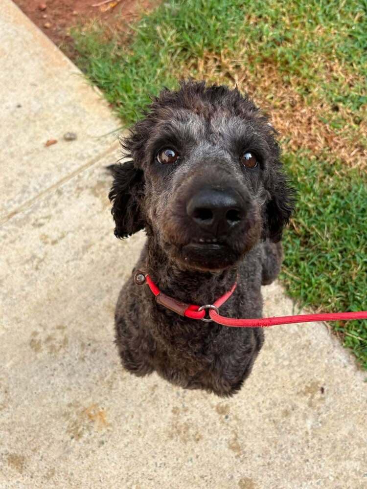 Mollie Al - Terrier