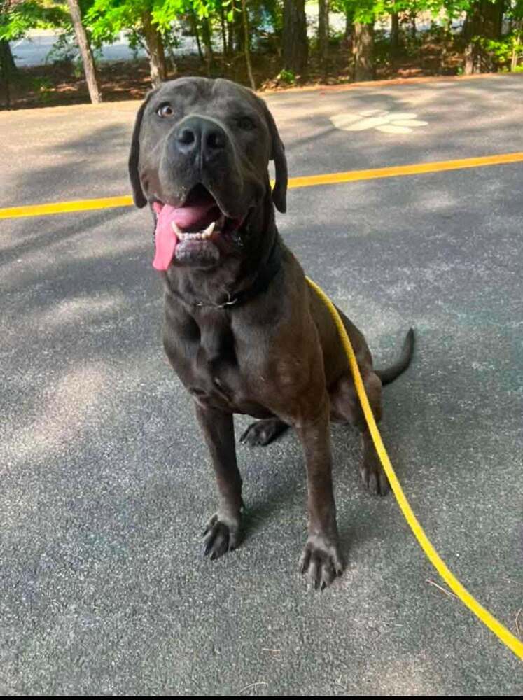 Neve Ga - Cane Corso Mastiff