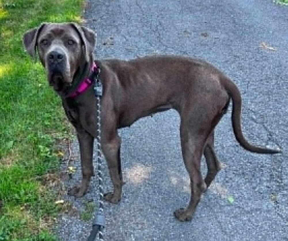 Neve Ga - Cane Corso Mastiff