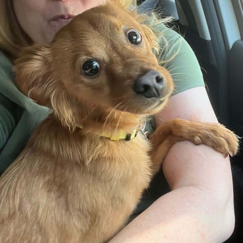 Bear Al - Terrier