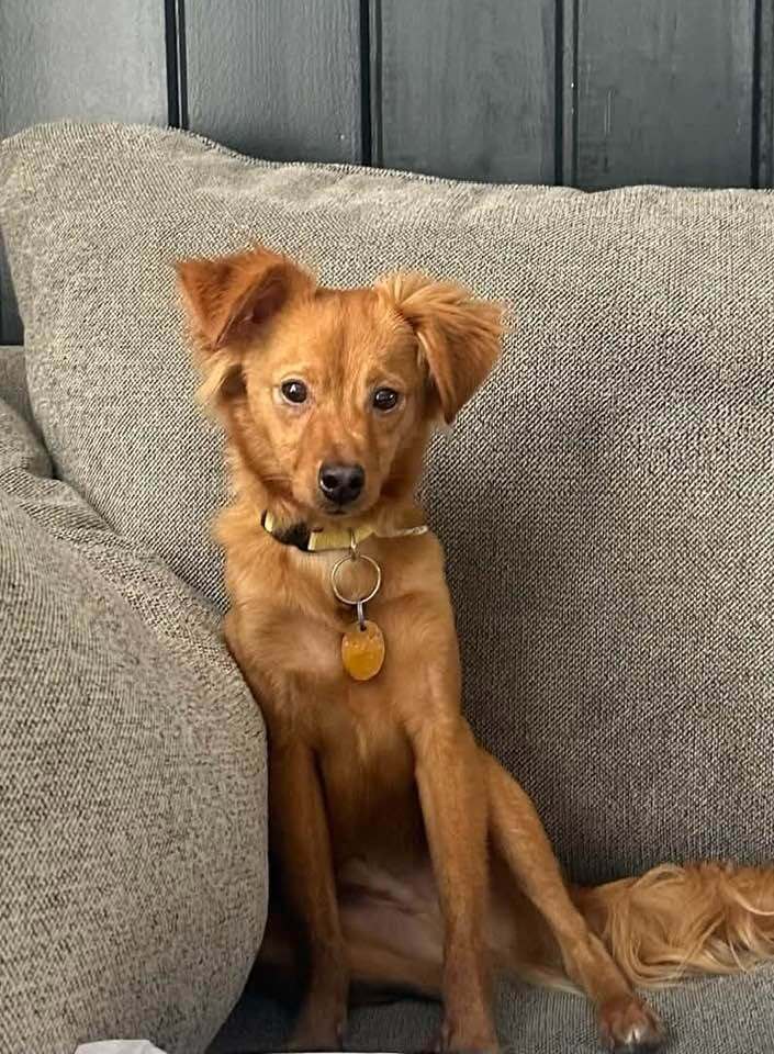 Bear Al - Chihuahua