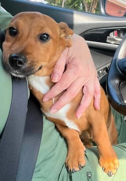 Roxie Al image 1