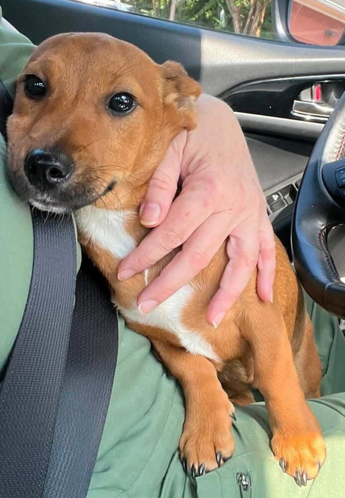 Roxie Al - Chihuahua