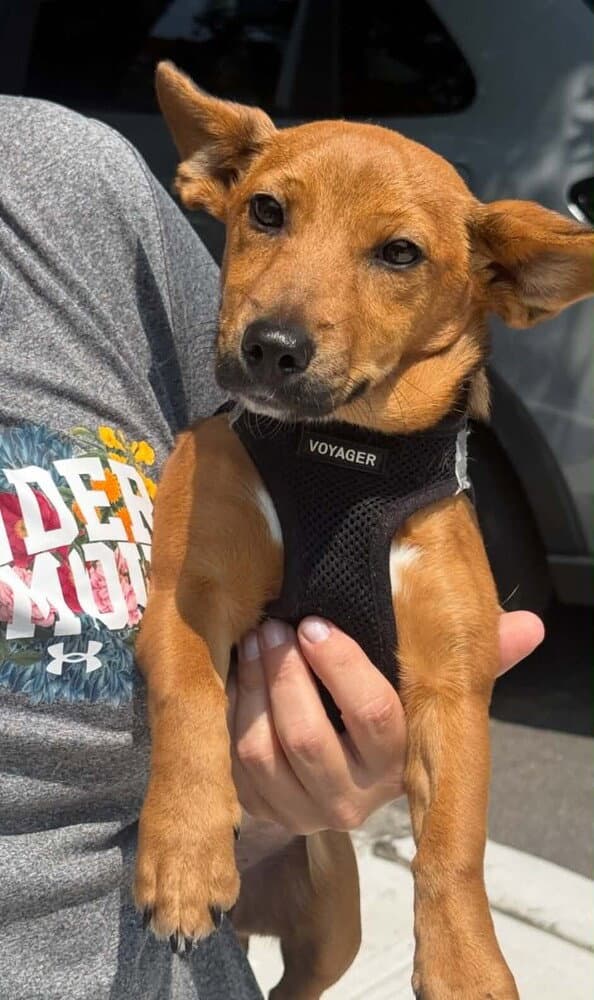 Roxie Al - Chihuahua