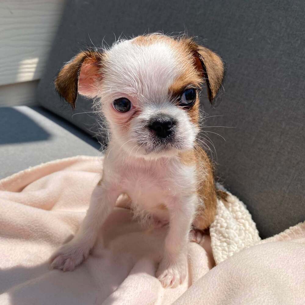 Teddie Al - Boston Terrier