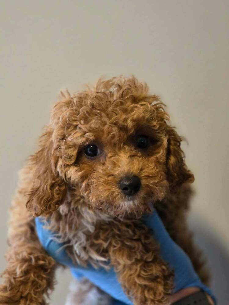 Lucy - Cavalier King Charles Spaniel