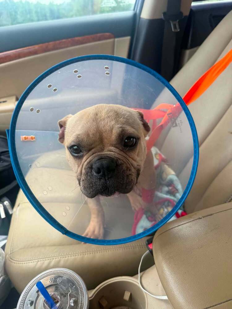 Oliver Ga - French Bulldog