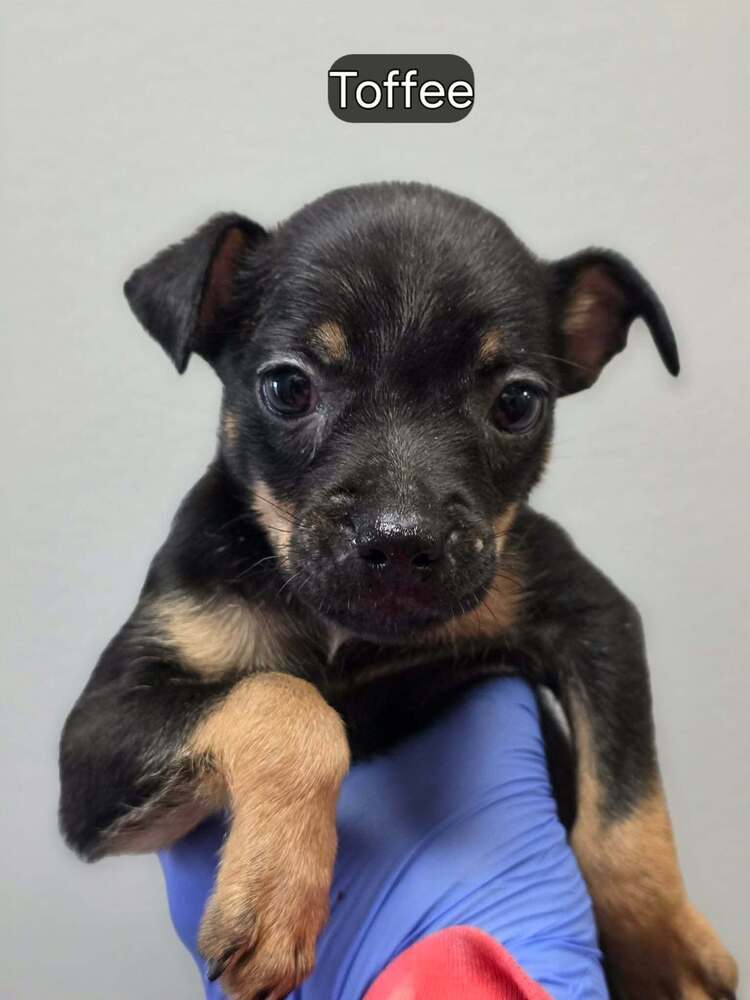 Toffee Al - Boston Terrier