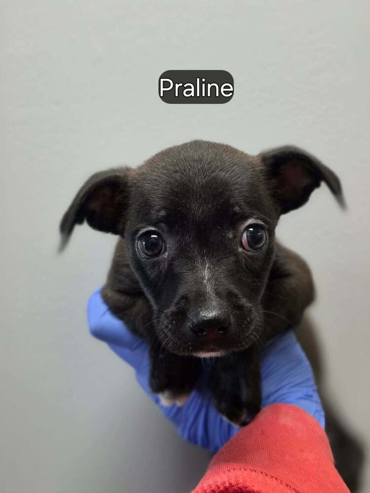Praline Al - Boston Terrier