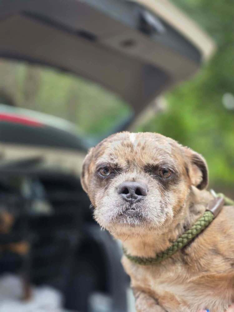 Patch Ga - Shih Tzu