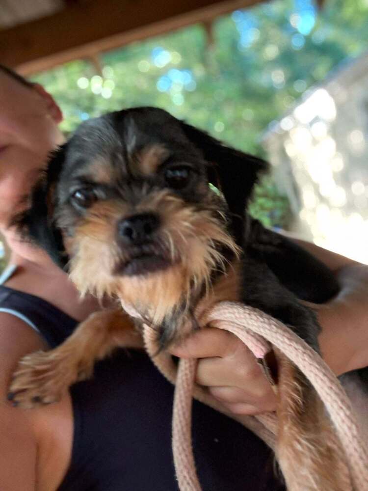 Dixie Ga - Terrier