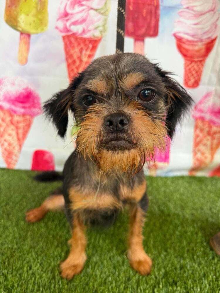 Dixie Ga - Terrier